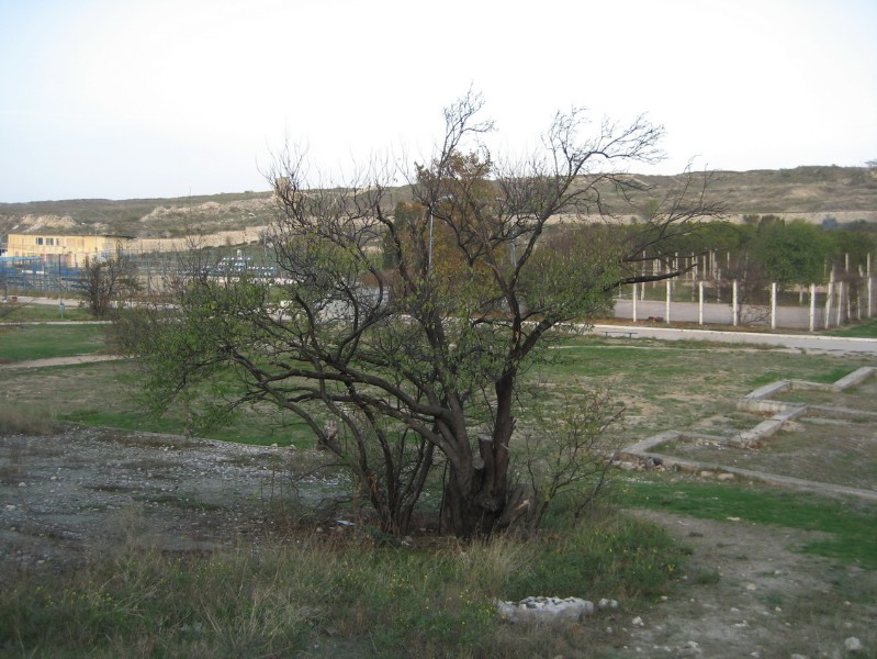 solnechniy_137.JPG